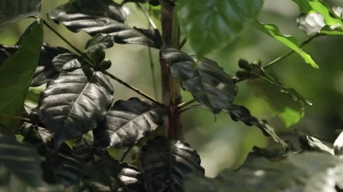 Close-up video of glossy dark green coffee leaves and developing green cher.. Stock Footage 345493036