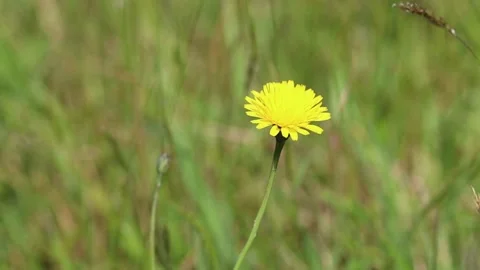 Close up video of grass swinging in the wind. Stock Footage 154638396