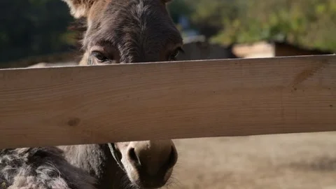 Close-up video of a gray donkey looking toward the camera from Stock-Footage 343425079