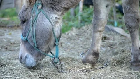 Close-up video of a gray donkey wearing a halter while eating dry hay Видео 343685097