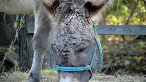 Close-up video of a gray donkey wearing a halter while eating dry hay Vidéo 343685133