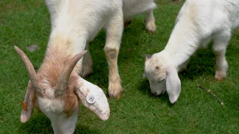 Close-up video of grazing on 4K lawn Stock-Footage 333811853