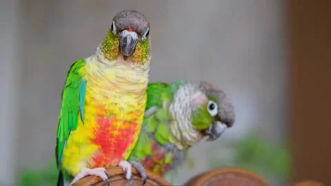 Close up video of green-cheeked conure or parakeet. Pyrrhura molinae. Stock Footage 229623765