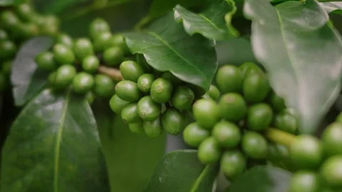 Close-up video of green coffee cherries growing on a coffee tree with leave.. Stock Footage 342217323