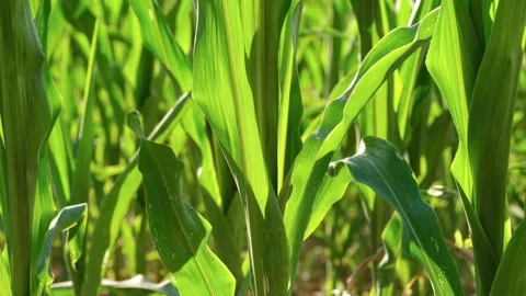 Close-up video of green corn plants gently swaying in the wind 스톡 동영상 338319300