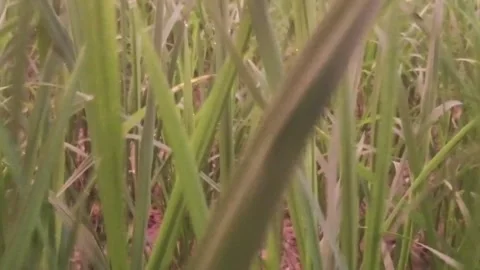 Close-Up Video of Green Grass and Agricultural Field Texture Stock Footage 342333169