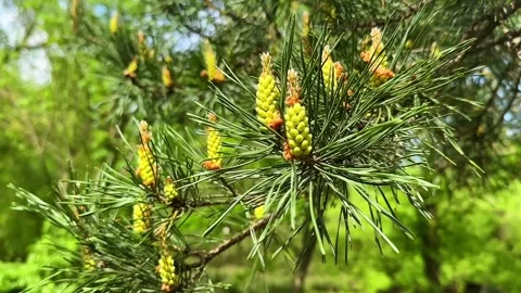 Close-up video of green pine needles with yellow pollen cones on a conifer branc Stock Footage 335221774