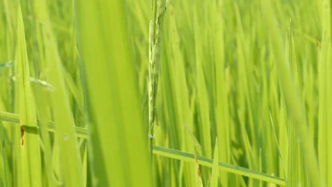 Close up video of green rice Stock Footage 104593548