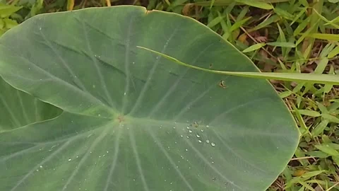 Close Up Video Of Green Taro Leaf With Water Droplets In Tropical Garden Stock Footage 340939067
