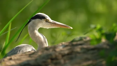 Close-up video of a grey heron calmly resting on the lakeshore Vídeo Stock 338241289