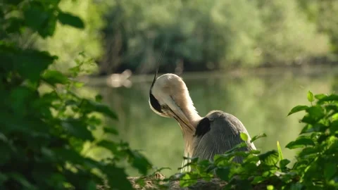 Close-up video of a grey heron carefully preening its feathers 스톡 동영상 338241306