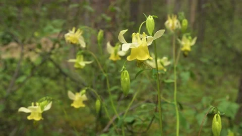 Close-up video of a group of bright yellow wild columbine wildflowers Stock Footage 146461828