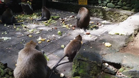 Close up video on group of macaque monkey that eat piecefully pieces of corn Stock Footage 124662715