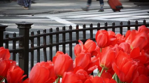 Close up Video of a group of Red Tulip Flowers on Park Avenue New York City with Stock Footage 49719613