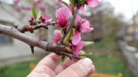 Close up video as hand hands plucking petals from a blossoming peach tree Stock Footage 306281557