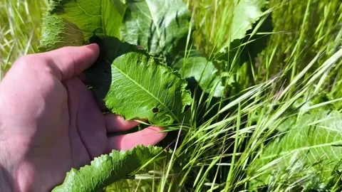 Close up video of a hand inspecting fresh horseradish leaves growing among .. Stock Footage 337844979