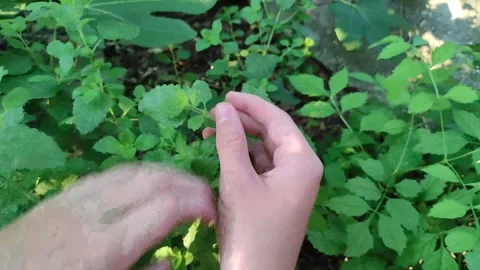 Close up video of the hand picking mint Stock Footage 245922621