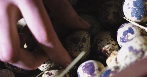 Close up video of hand taking one egg from heap of quail eggs in hay. Natural Stock Footage 150952361