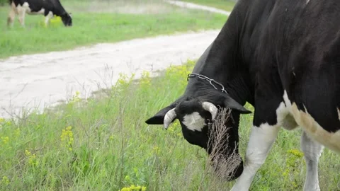 Close-up video of the head and neck of a black and white cow grazing on grass Vídeo Stock 343237764