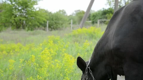 Close-up video of the head and neck of a black and white cow grazing on grass 動画素材 343237774