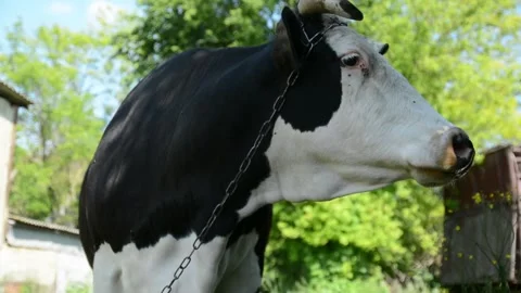 Close-up video of the head of a large black and white cow 動画素材 343250440