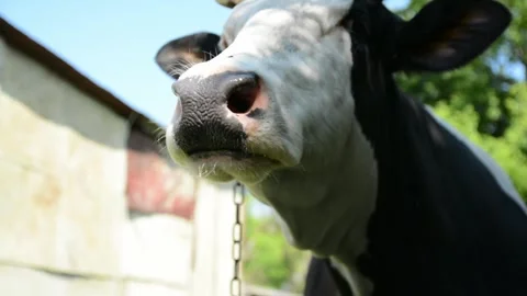 Close-up video of the head of a large black and white cow 動画素材 343250442