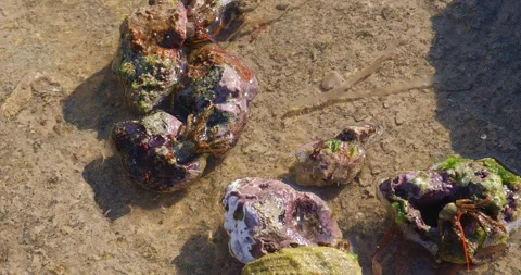 Close-up video of hermit crabs in their natural habitat. Shows their movement Vídeo Stock 304356375