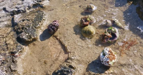 Close-up video of hermit crabs in their natural habitat. Shows their movement Video stock 304358856