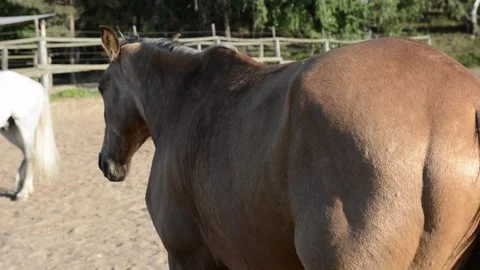 Close-up video of the hindquarters and tail of a dark brown horse standing 動画素材 341787799
