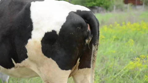 Close-up video of the hindquarters of a black and white cow standing in a field Stockbeeldmateriaal 343237757
