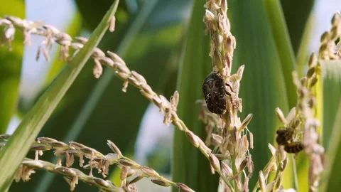 Close-up video of a honey bee and flower chafer beetle feeding on a floweri.. Stock-Footage 345024925