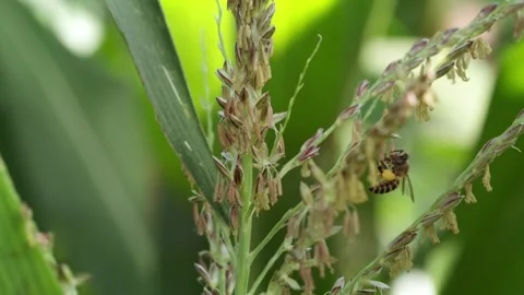 Close-up video of honey bees actively gathering yellow pollen from flowerin.. Видео 345024918