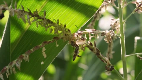 Close-up video of honey bees actively collecting pollen from flowering corn.. Видео 345024919