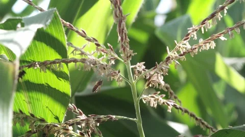 Close-up video of honey bees actively collecting pollen from flowering corn.. Stock Footage 345024937