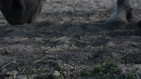Close-up video of a horse lowering its head and searching the ground Stockbeeldmateriaal 341787798