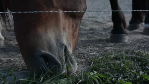 Close-up video of a horse lowering its head and searching the ground Stock Footage 341787804