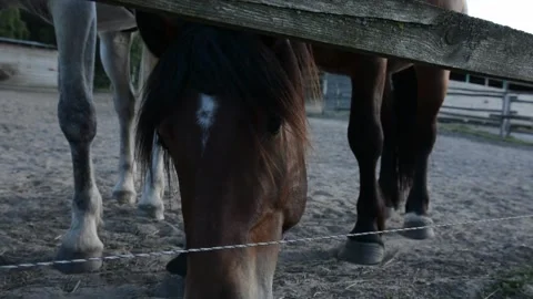 Close-up video of a horse lowering its head and searching the ground 스톡 동영상 341787806