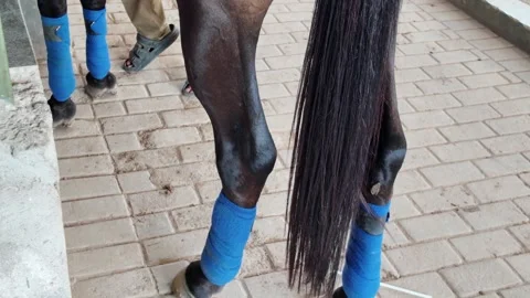 A close-up video of a horses hock and lower hind leg, showing bandaged legs.. Stock Footage 343377130