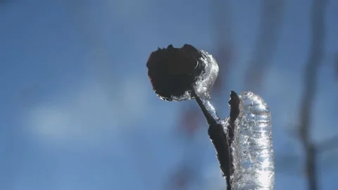 Close-up video of a icy branch. Stock Footage 170510899