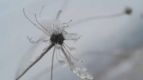 Close-up video of a icy branch. Stock Footage 170512012