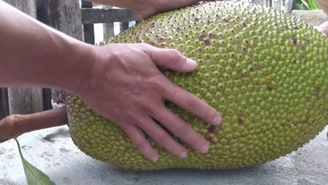 Close-up video of a jackfruit holding Stock Footage 207431684