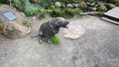 Close-up video of a joyful dog statue beside a flowing stream 库存影片 339040350