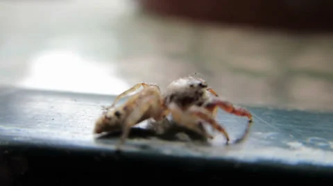 Up Close Video Of A Jumping Jack Spider Stock Footage 35235330