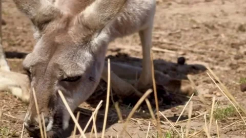 Close-up video of a kangaroo peacefully eating grass. Stock Footage 330469003