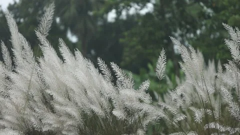 Close-up video of Kans grass or wild sugarcane (Saccharum spontaneum) gentl.. Stock Footage 318374414