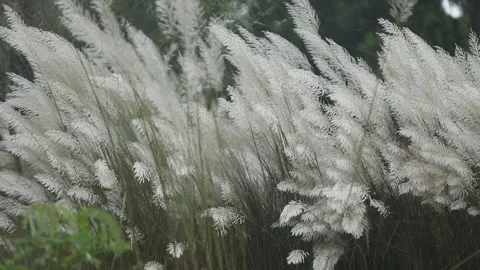 Close-up video of Kans grass or wild sugarcane (Saccharum spontaneum) gentl.. Stock Footage 318374456