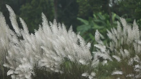 Close-up video of Kans grass or wild sugarcane (Saccharum spontaneum) gentl.. Stock Footage 318374469