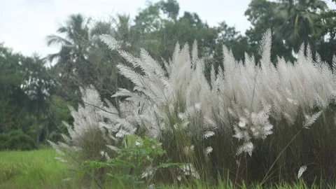 Close-up video of Kans grass or wild sugarcane (Saccharum spontaneum) gentl.. Stock Footage 318374472