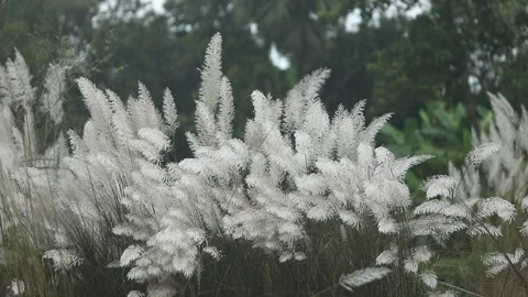 Close-up video of Kans grass or wild sugarcane (Saccharum spontaneum) gentl.. Stock Footage 318374476