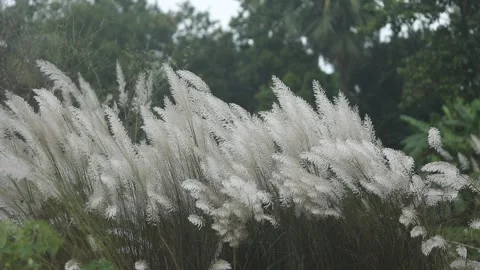 Close-up video of Kans grass or wild sugarcane (Saccharum spontaneum) gentl.. Stock Footage 318374477